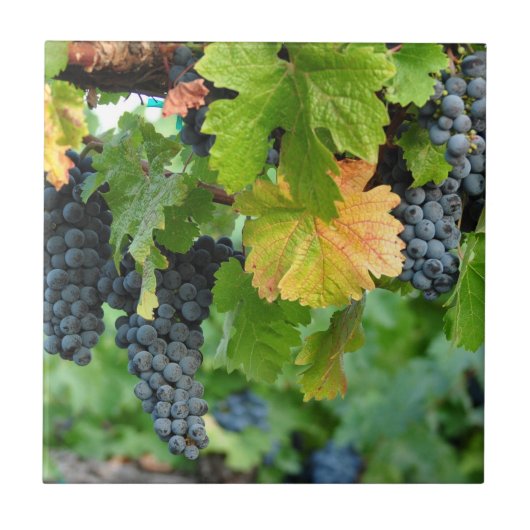 Fall-Weinreben ~ Napa Valley Fliese (Vorderseite)