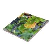 Fall-Weinreben ~ Napa Valley Fliese (Seite)