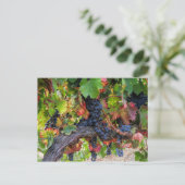 Fall Weintrauben Weinroute Mendrisiotto Postkarte (Stehend Vorderseite)