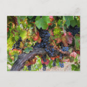 Fall Weintrauben Weinroute Mendrisiotto Postkarte (Vorderseite)