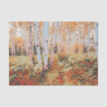 Fall Woodland Fern Forest Birch Trees