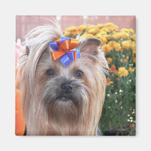 Fall Yorkie Spaß Magnet