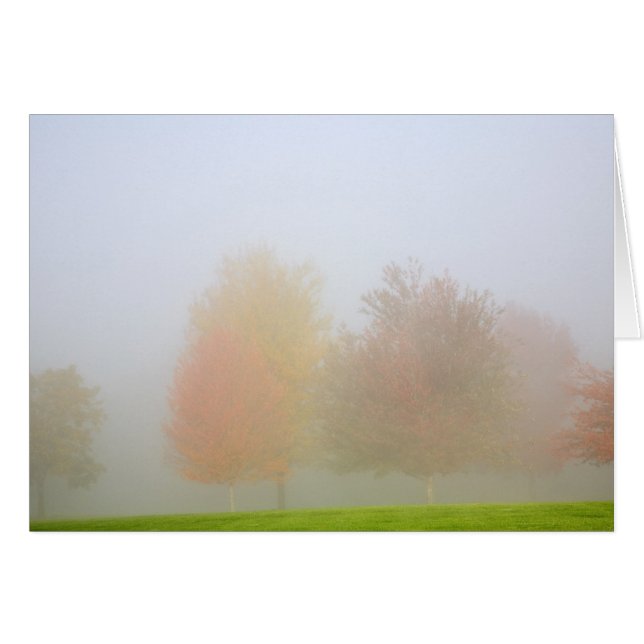 Fallbäume eingehüllt in Nebel (Vorderseite (Horizontal))