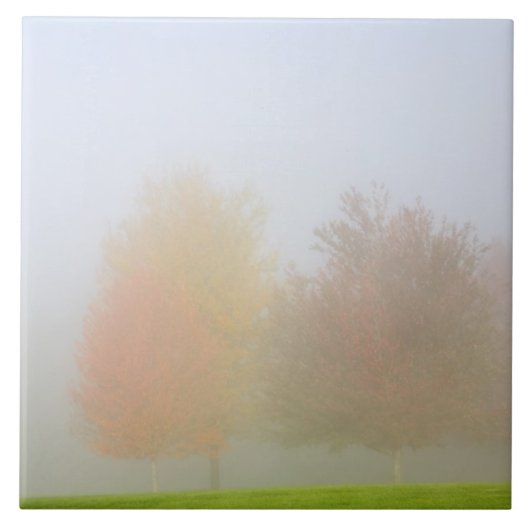 Fallbäume eingehüllt in Nebel Fliese (Vorderseite)