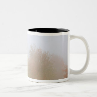 Fallbäume eingehüllt in Nebel Zweifarbige Tasse