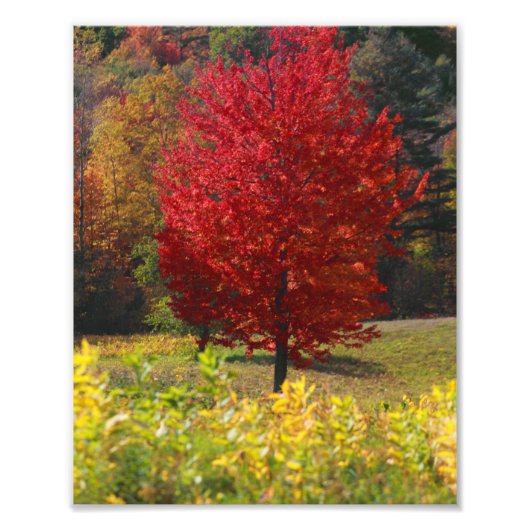 Fallbilder | Bilder vom Fall Fotodruck (Vorne)