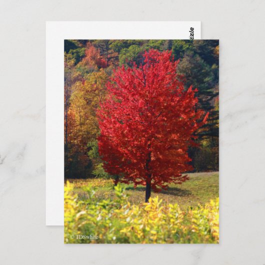 Fallbilder Postkarte (Vorne/Hinten)