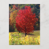 Fallbilder Postkarte (Vorderseite)