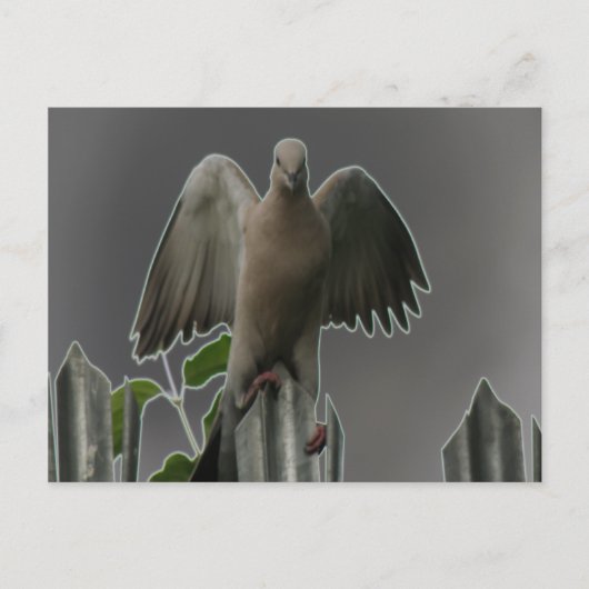 Fallen Angel Dove Postcard Postkarte (Vorderseite)