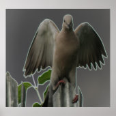 Fallen Angel Dove Print Poster (Vorne)