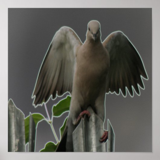 Fallen Angel Dove Print Poster (Vorne)
