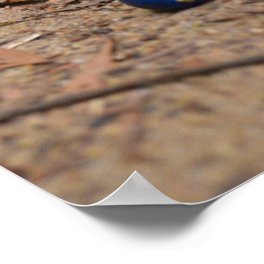 Fallen Blueberries Poster (Ecke)