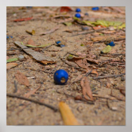 Fallen Blueberries Poster