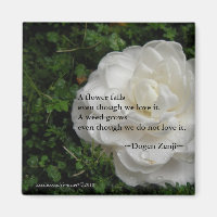 Fallen Camellia/Zen Zitat