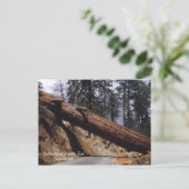 Fallen Giant Sequoia Tree California 1952 Postkarte (Stehend Vorderseite)