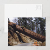 Fallen Giant Sequoia Tree California 1952 Postkarte (Vorne/Hinten)