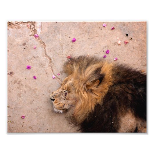 Fallen King Fotodruck (Vorne)