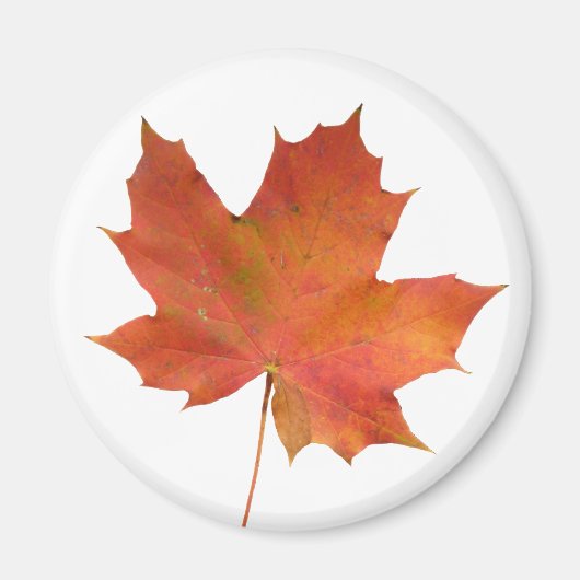 Fallen Leaf 01 Magnet (Vorne)