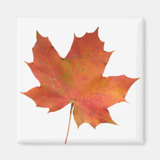 Fallen Leaf 01 Magnet