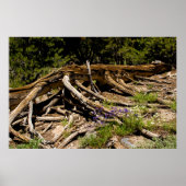 Fallen Pine Tree Poster (Vorne)