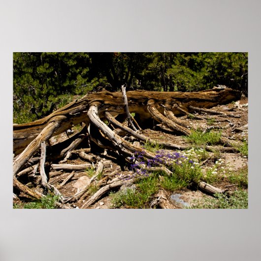 Fallen Pine Tree Poster (Vorne)