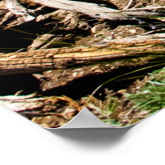 Fallen Pine Tree Poster (Ecke)