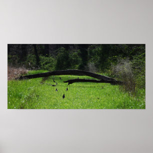 Fallen Tree Foto Poster
