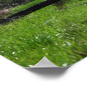 Fallen Tree Foto Poster (Ecke)