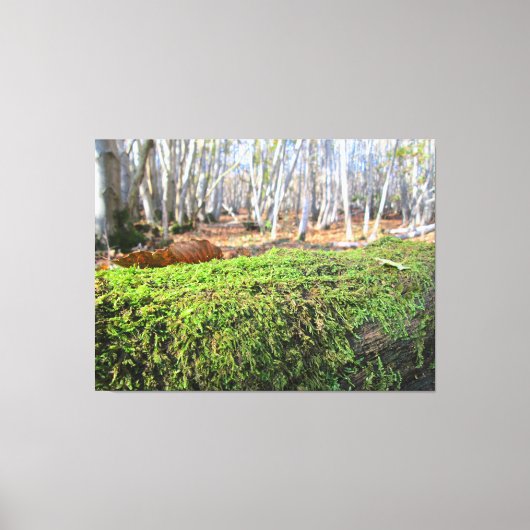 Fallen Tree in Autumn Moss - Leinwanddruck (Vorderseite)