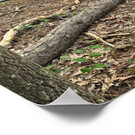 Fallen Tree in Park Poster (Ecke)