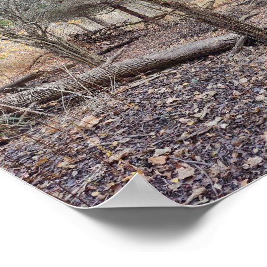 Fallen Trees Poster (Ecke)