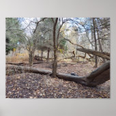 Fallen Trees Poster (Vorne)