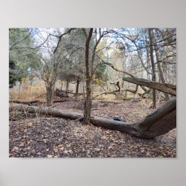 Fallen Trees Poster