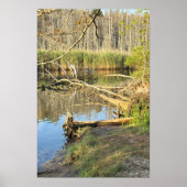 Fallen Trees Waterscape Poster (Vorne)