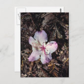 FallenBlossom Postkarte (Vorne/Hinten)