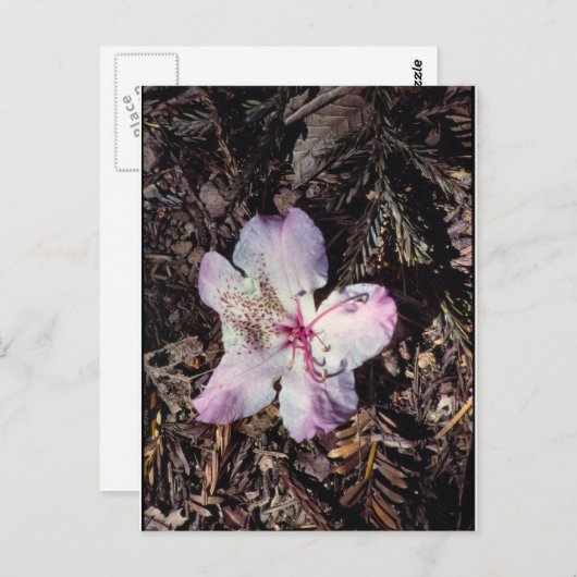 FallenBlossom Postkarte (Vorne/Hinten)