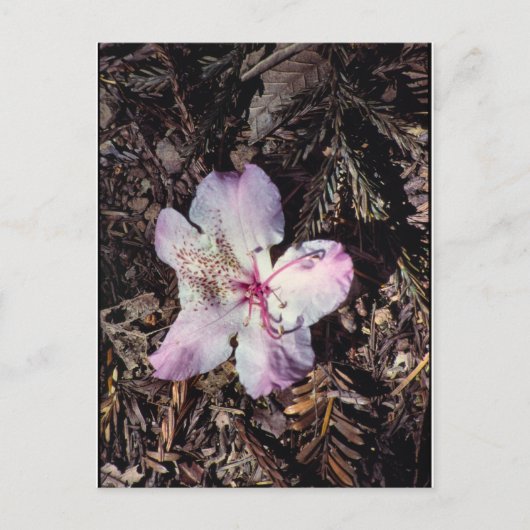 FallenBlossom Postkarte (Vorderseite)