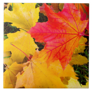 Fallende Ahorn-Blätter auf dem Boden Fliese