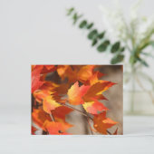 Fallende Reds Postkarte (Stehend Vorderseite)