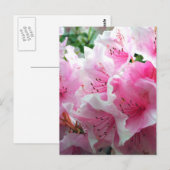 Fallende rosa Blumenblüten Postkarte (Vorne/Hinten)