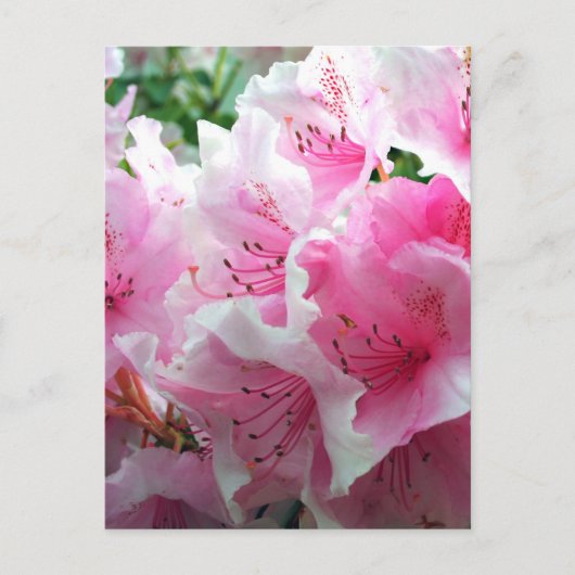Fallende rosa Blumenblüten Postkarte (Vorderseite)