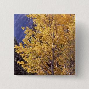 Fallespenbaum pinback Knopf Button