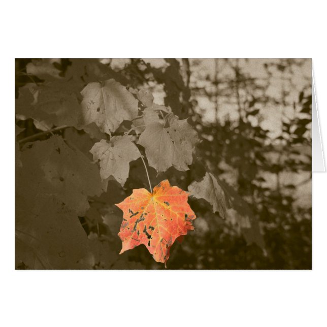 Fallfarbe (Vorderseite (Horizontal))