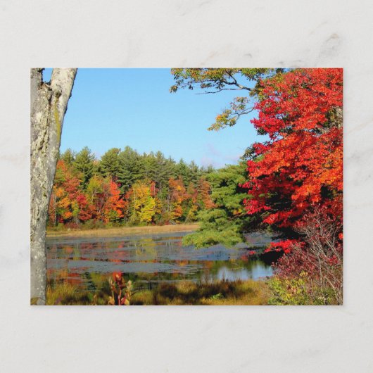 Fallfarbe in New England Postkarte (Vorderseite)