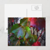Fallfarbe Postkarte (Vorne/Hinten)
