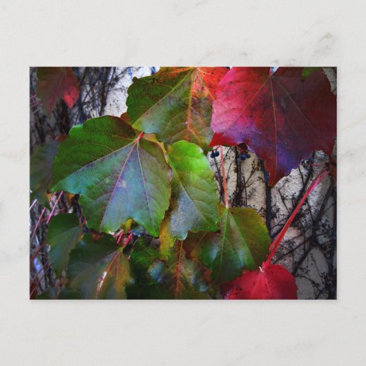 Fallfarbe Postkarte (Vorderseite)