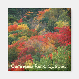 Fallfarben in Gatineau Park Magnet