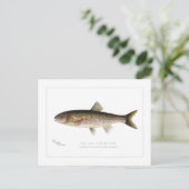 Fallfisch oder Silber Chub Postkarte (Stehend Vorderseite)