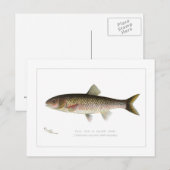 Fallfisch oder Silber Chub Postkarte (Vorne/Hinten)