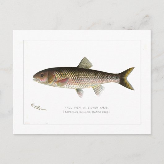 Fallfisch oder Silber Chub Postkarte (Vorderseite)